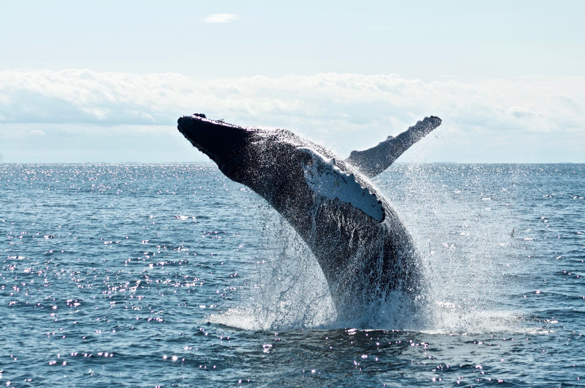 Solana, SOL, Solend, whale, bearmarket, protocole